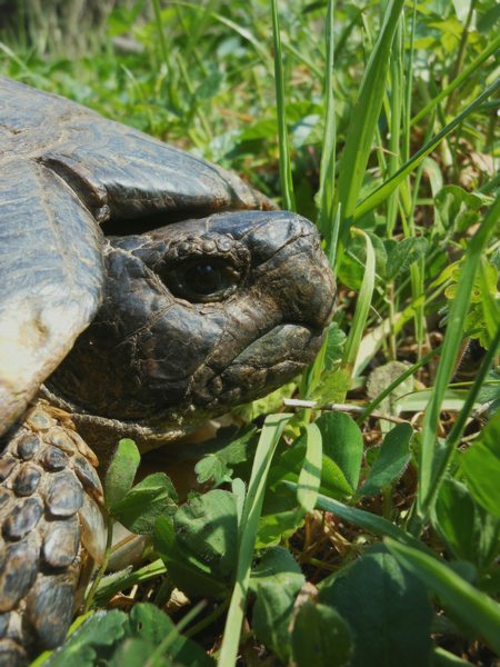 Testudo marginata